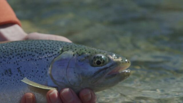 Man releasing rainbow trout after being caught in slow motion 4k Footage