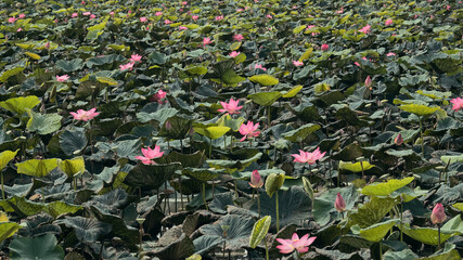 Fototapeta premium The lotus flower is beautiful, planted in Asia.