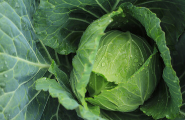 Obraz premium green cabbage in field of local agriculture 