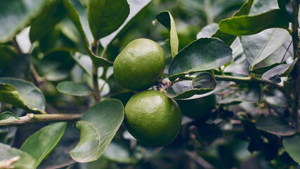 Green lemon has a sour taste, high in vitamins.