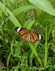 monarch butterfly on a flower