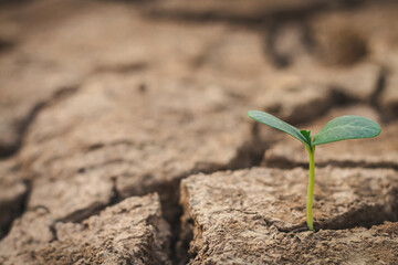 Growth of trees in drought crisis, Living with tree drought.