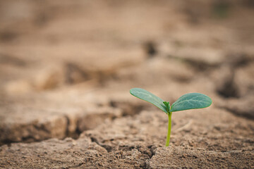 Growth of trees in drought crisis, Living with tree drought.