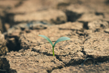 Growth of trees in drought crisis, Living with tree drought.