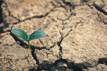 Growth of trees in drought crisis, Living with tree drought.
