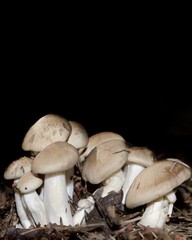 Group of forest mushrooms champignons on the background of grass in the forest