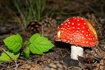 Red spotted fly agaric in the forest against a background of leaves and cones