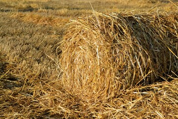 Collected round golden haystack on field background