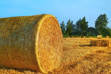 Golden fields with mown wheat and round haystacks against blue sky and forest