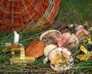 Forest mushrooms scattered near baskets in nature in the forest