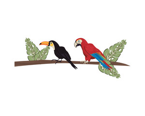 wild exotic macaw and toucan birds animals