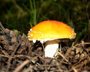 Yellow spotted fly agaric on the background of grass in the forest
