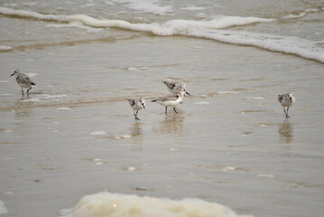 Piping Plover birds on the beach in the water 