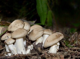 Group of forest mushrooms champignons on the background of grass in the forest