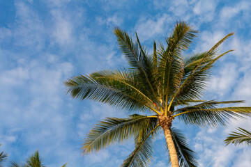Obraz na płótnie Canvas A palm tree with sunset light on blue sky and clouds background. Koh Pangan island, Thailand.