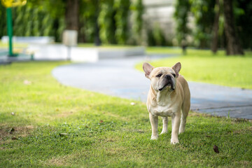 Cute french bulldog standing at field in summer.