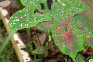 Caladium bicolor leaves use for background.