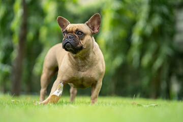 Fototapeta premium Frech bulldog eating rawhide bone at field.