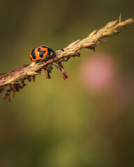 A ladybird creeping on grass plant in meadow