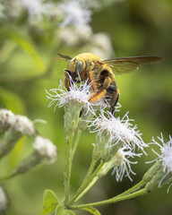 Close up image of bumblebees sucking flowers nectar while flying