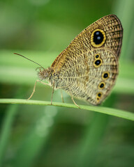 Obraz premium Butterfly resting on grass blade in the morning