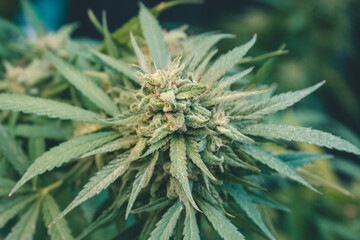 planta cogollo de marihuana cannabis exterior verde macro close up hoja con tricomas