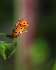 Close up of ladybugs are mating on leaf