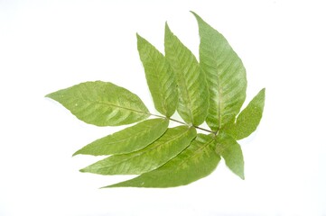 green leaves isolated on white background