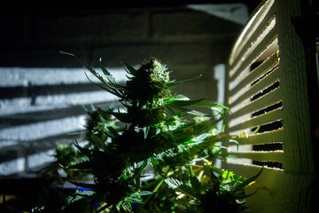 planta cogollo de marihuana cannabis interior verde macro close up hoja con tricomas noche