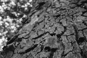 The tree trunk