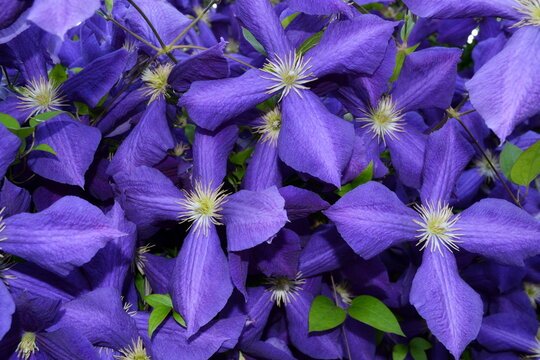 Purple Large Clematis flower (Clematis jackmanii) in garden, flower pattern violet background. Seamless purple floral pattern, clematis plant background. Flowers with big four colorful petals & leaves