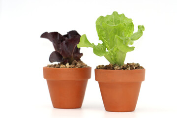 a variety of fresh lettuce seedlings