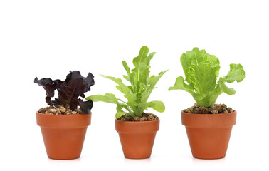 a variety of fresh lettuce seedlings