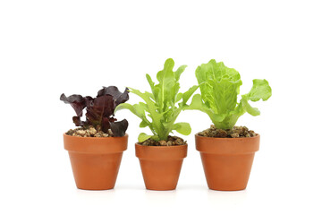 a variety of fresh lettuce seedlings