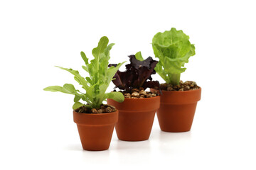 a variety of fresh lettuce seedlings