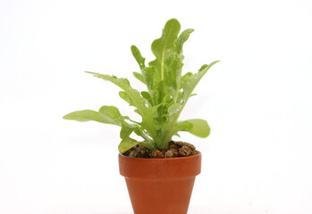 a variety of fresh lettuce seedlings