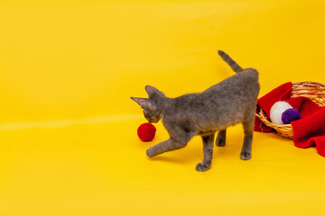 A gray cat is playing next to a wicker basket, in which a red scarf is stretched out and skeins of woolen thread in red, blue and white colors are lying. Front view on an orange background. copy space