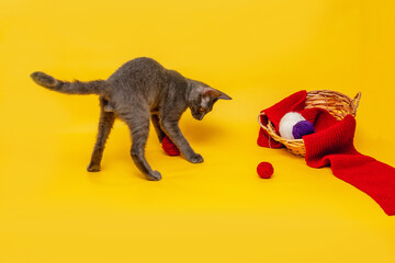 A gray cat is playing next to a wicker basket, in which a red scarf is stretched out and skeins of woolen thread in red, blue and white colors are lying. Front view on an orange background. copy space