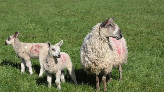 Sheep and lambs laying in the sun in a field in Ireland 