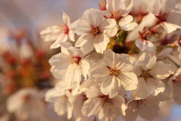 pink cherry blossom