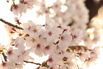 pink cherry blossom