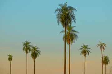Fototapeta na wymiar palmeira 