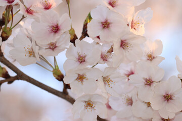 pink cherry blossom