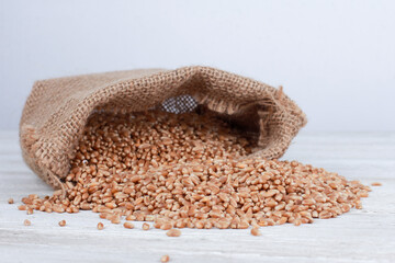 Heap of wheat grains scattered from burlap sack on white table against. Side view, copy space. Harvest, farming, agriculture concept