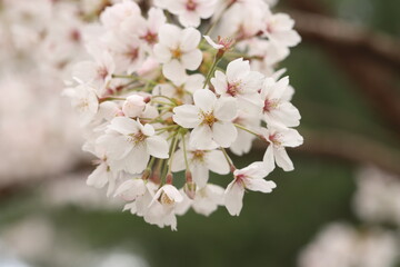 pink cherry blossom