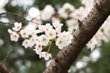 pink cherry blossom