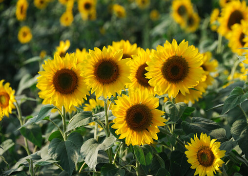 sunflower blooming in the field in summer 