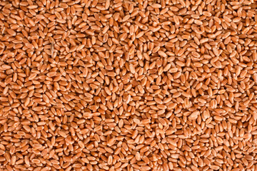 Wheat grain texture background. Top view, closeup. Harvest, healthy food, ingredient, agriculture, farming, concept