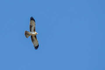 Little Eagle (Hieraaetus morphnoides) in flight.