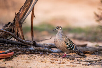 A Common Bronzewing (Phaps chalcoptera). A medium-sized, heavily built pigeon with a clear white line below and around the eye and patches of green, blue and red in the wing.
